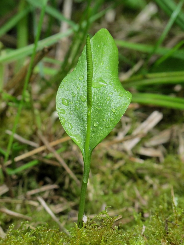 Ophioglossum vulgatum
